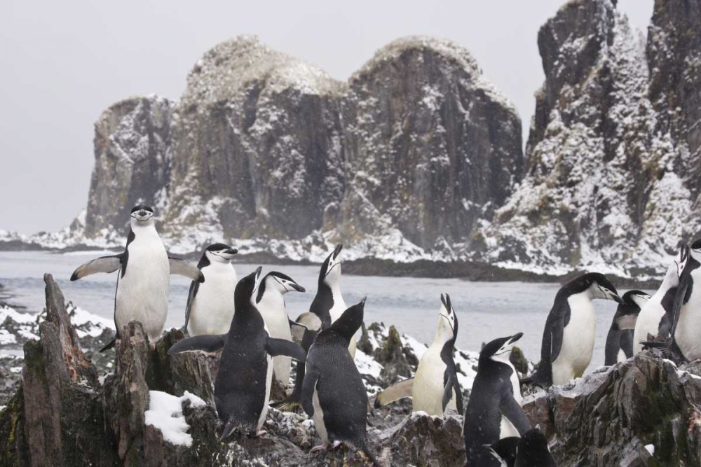 South Georgia Isl, Cooper Bay Chinstrap penguins